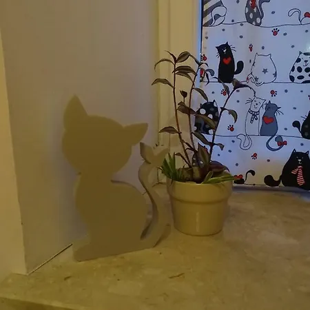 Cat Albergue