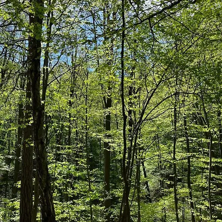 게스트하우스 Blisshouse Luxurious Calm And Energetic Spot Near By Surrounded By The Forest Where Will Find Your Peace And Your People