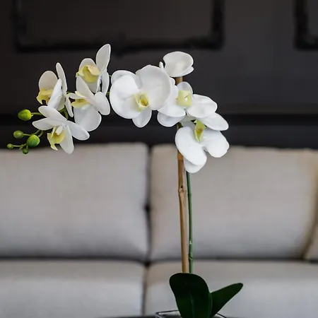 Groble Deluxe Wawelofts *
