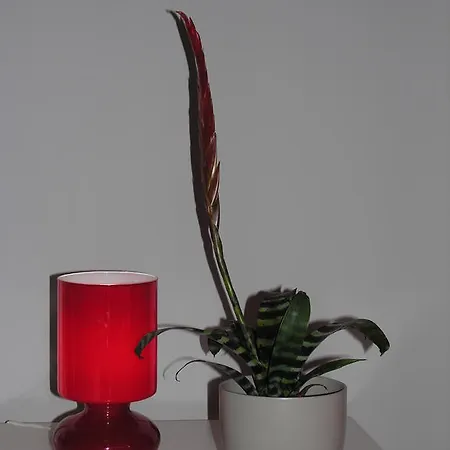 Apartment Amaryllis