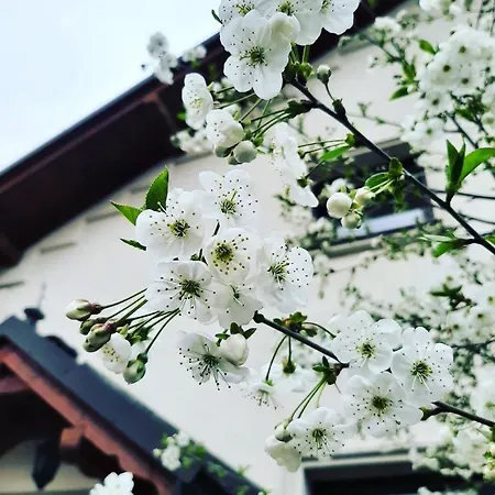 Dworek Złoty Róg I Restauracja 3* Kraków
