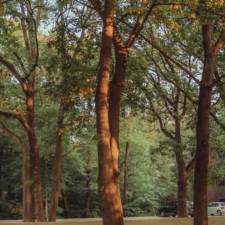 Forest 4*