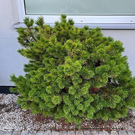 Dom Z Ogrodem W Krakowie Villa *