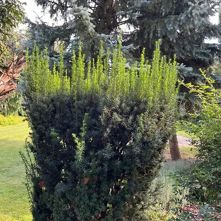Dom Z Ogrodem W Krakowie Villa Krakow