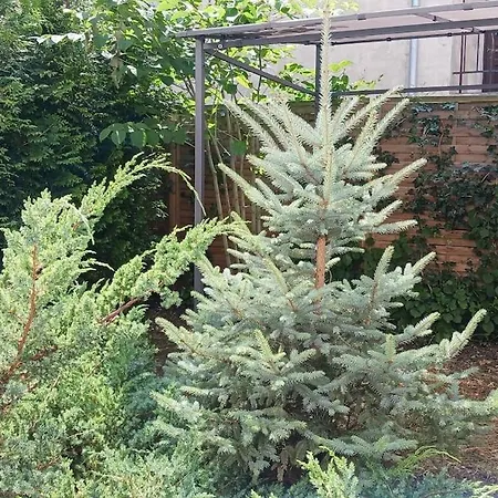 Centrum Krakowa, Z Ogrodem I Parkingiem *