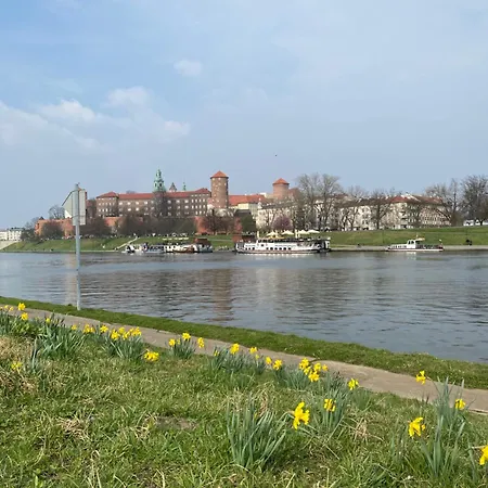 Mimosa * Krakow