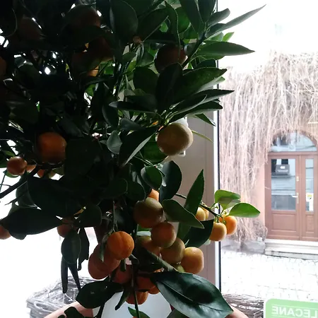 Shalom Kazimierz Aparthotel Krakow