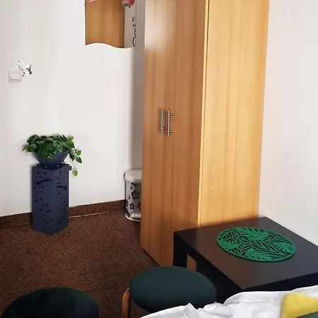 Cat * Krakow