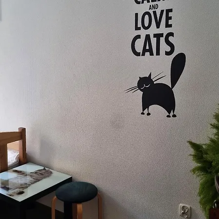 Cat *